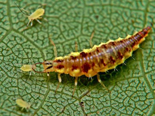 larva-chrysopa-pulgones